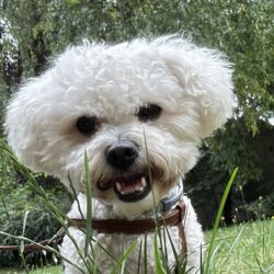 Pippa - Venčení psů v Praze - NetaBuddies
