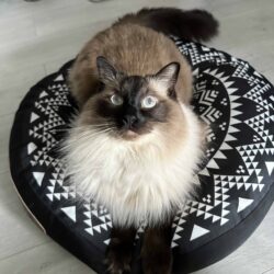 Ragdoll - Bastien - Hlídání koček v Praze - NetaBuddies