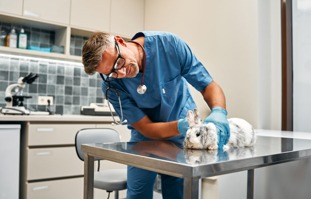 Výběr správného veterináře: 5 bodů, na které se zaměřit - NetaBuddies