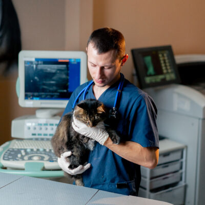Výběr správného veterináře: 5 bodů, na které se zaměřit