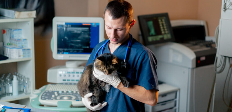 Výběr správného veterináře: 5 bodů, na které se zaměřit - NetaBuddies