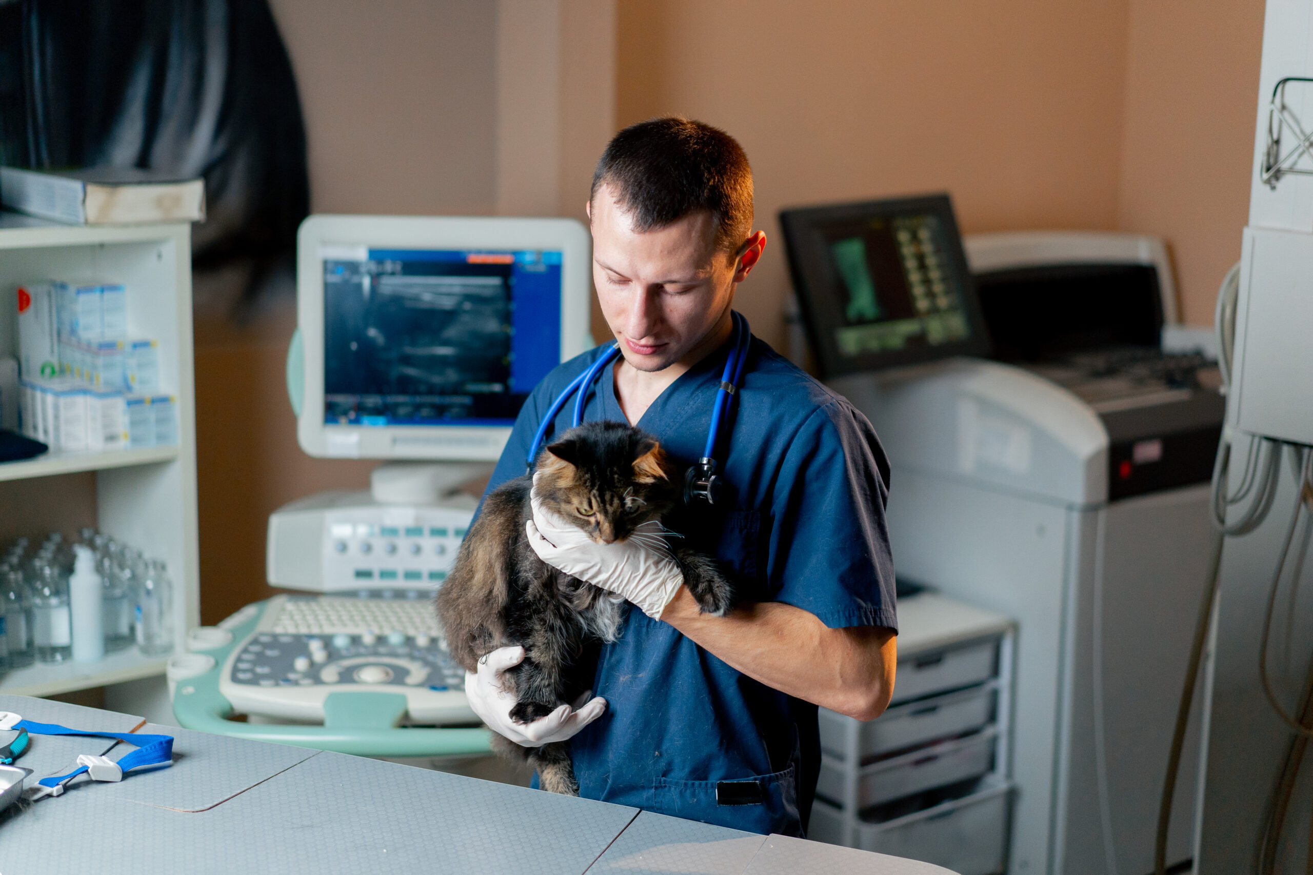 Výběr správného veterináře: 5 bodů, na které se zaměřit - NetaBuddies