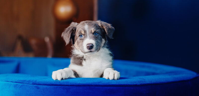 Tipy do prvních dnů se štěňátkem. Jak jej co nejlépe přivítat doma? - NetaBuddies