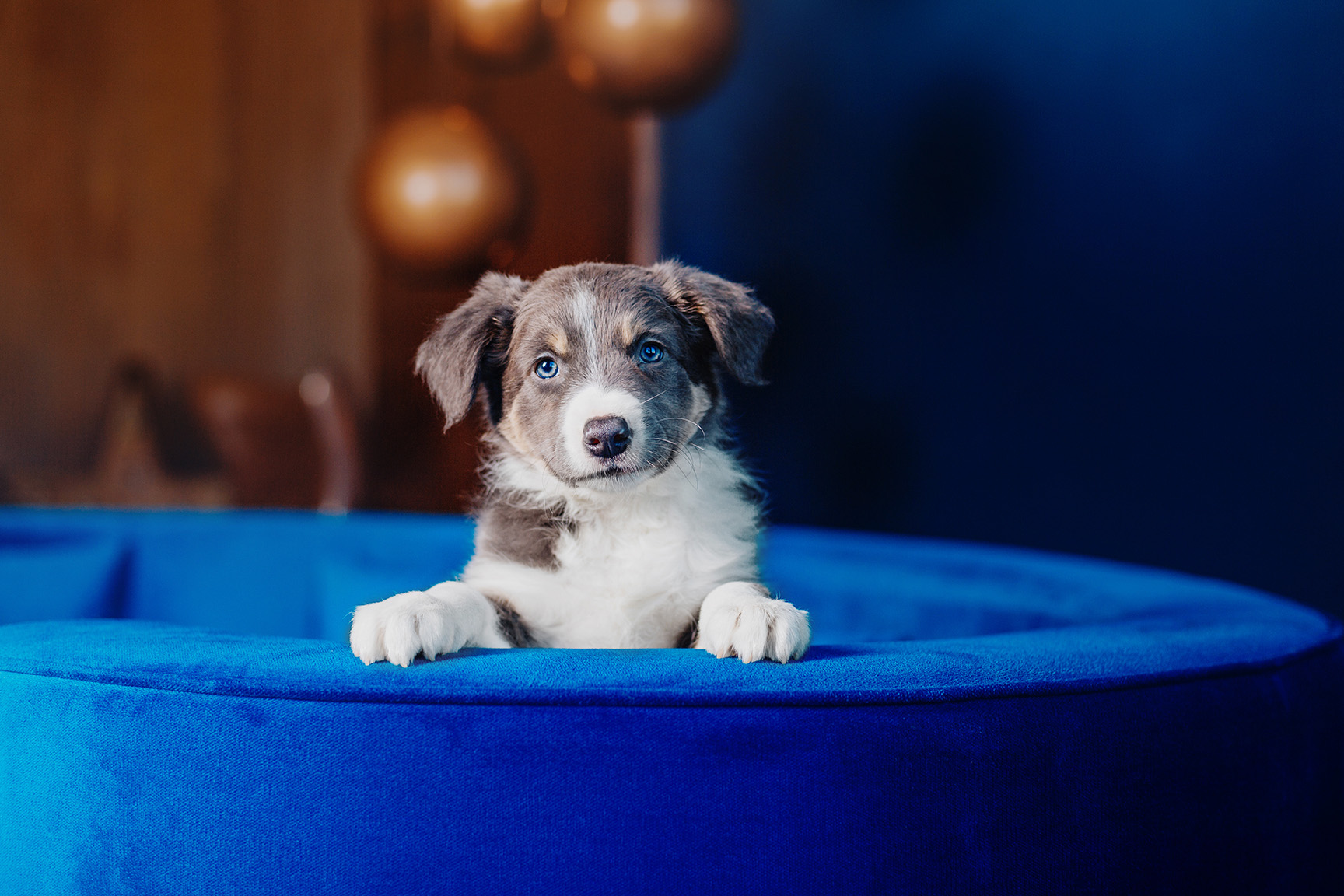 Tipy do prvních dnů se štěňátkem. Jak jej co nejlépe přivítat doma? - NetaBuddies