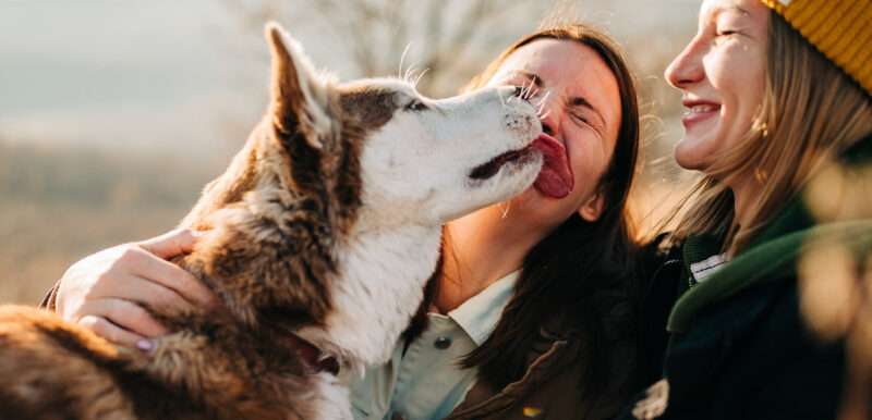 Čtete mezi tlapkami? Naučte se řeč těla psů - NetaBuddies