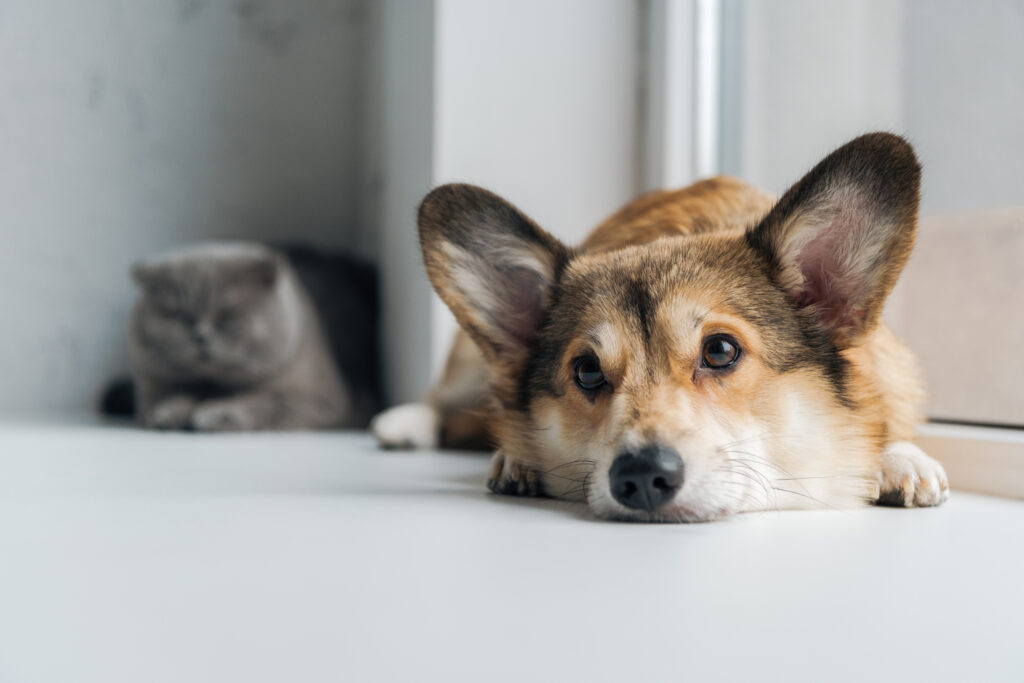 Když podzim svědí: jak pomoci mazlíčkům s alergiemi? - NetaBuddies