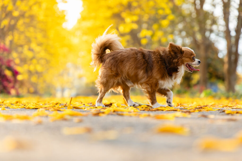 Jak venčit v období blátivých tlapek a nezbláznit se z toho? - NetaBuddies