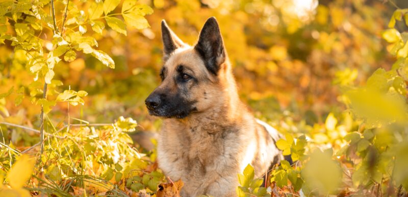 Jak venčit v období blátivých tlapek a nezbláznit se z toho? - NetaBuddies