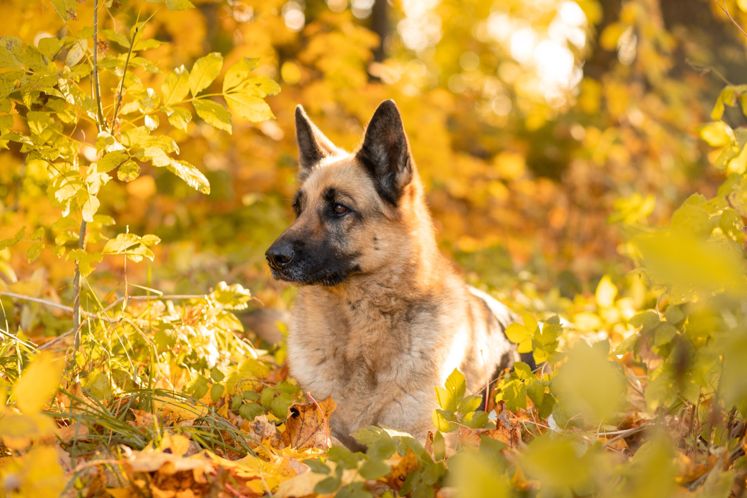 Jak venčit v období blátivých tlapek a nezbláznit se z toho? - NetaBuddies