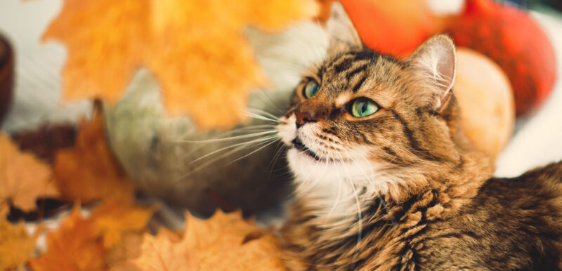 Když podzim svědí: jak pomoci mazlíčkům s alergiemi? - NetaBuddies