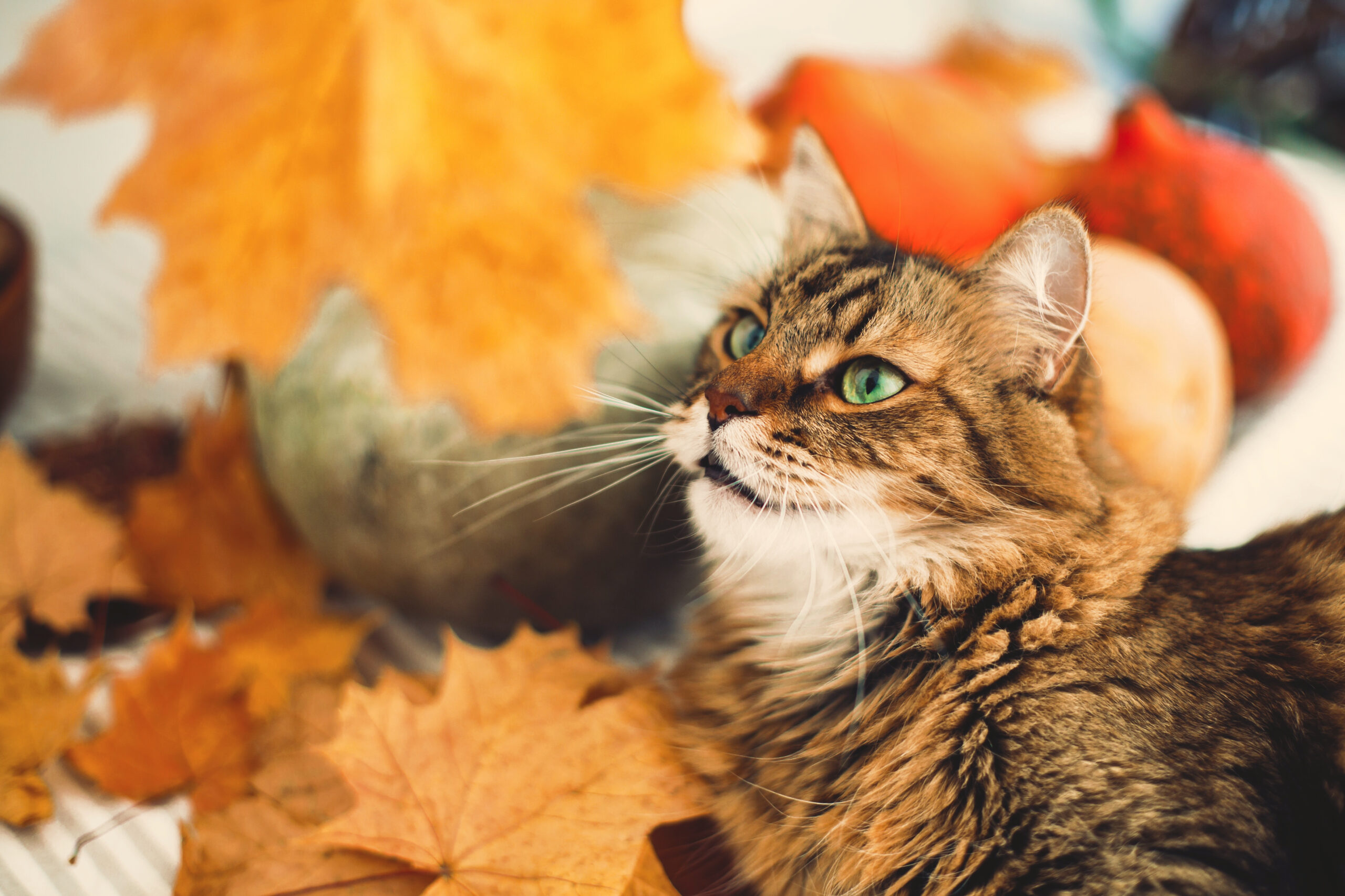 Když podzim svědí: jak pomoci mazlíčkům s alergiemi? - NetaBuddies