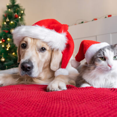 Jak udělat z posledního týdne v roce pohodu i pro vašeho čtyřnohého parťáka?