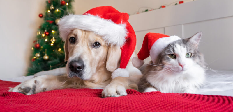 Jak udělat z posledního týdne v roce pohodu - NetaBuddies