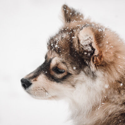7 tipů na zimní aktivity se psem – venku i uvnitř