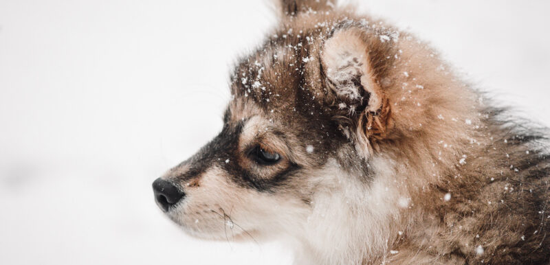 7 tipů na zimní aktivity se psem - NetaBuddies