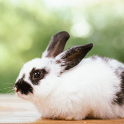 Spokojený králík, morče i křeček: jak na domácí prostředí