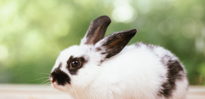Spokojený králík, morče i křeček - NetaBuddies
