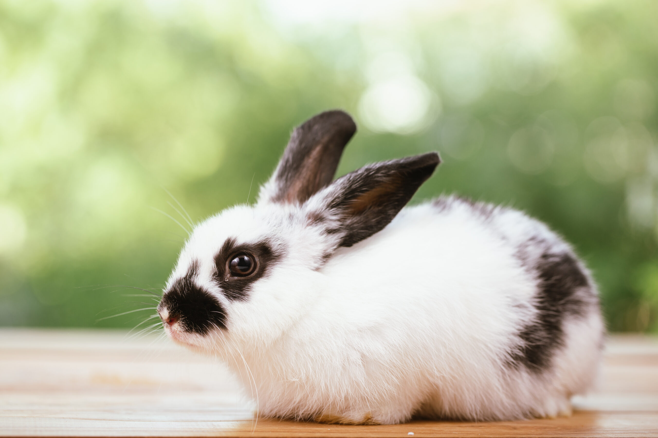 Spokojený králík, morče i křeček - NetaBuddies