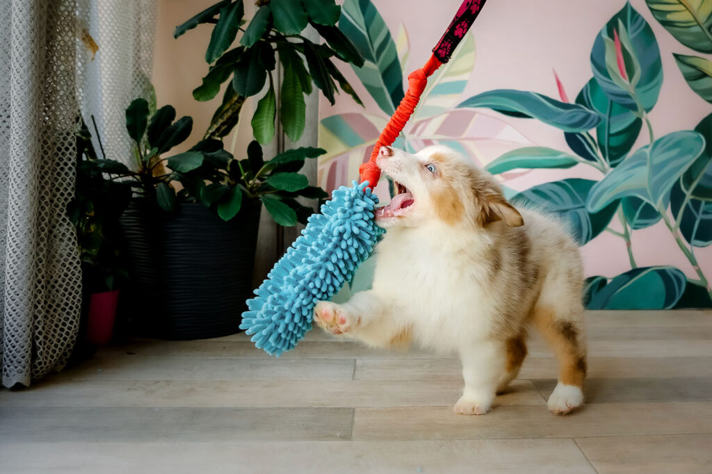 Jarní úklid ve jménu mazlíčků - NetaBuddies