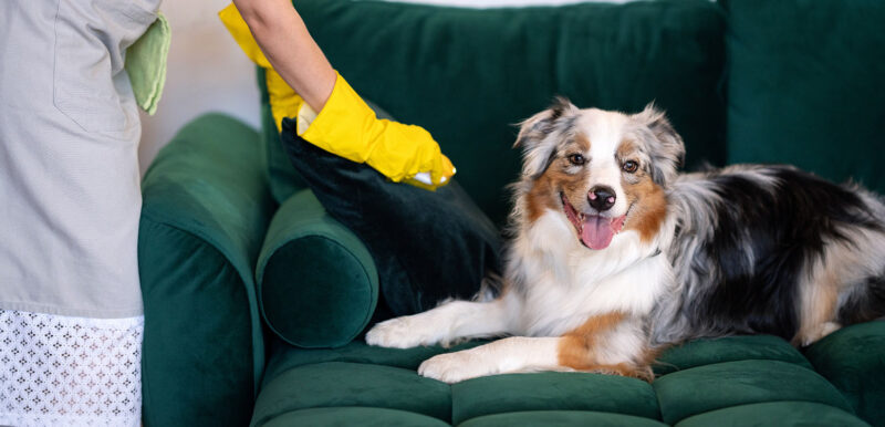 Jarní úklid ve jménu mazlíčků - NetaBuddies